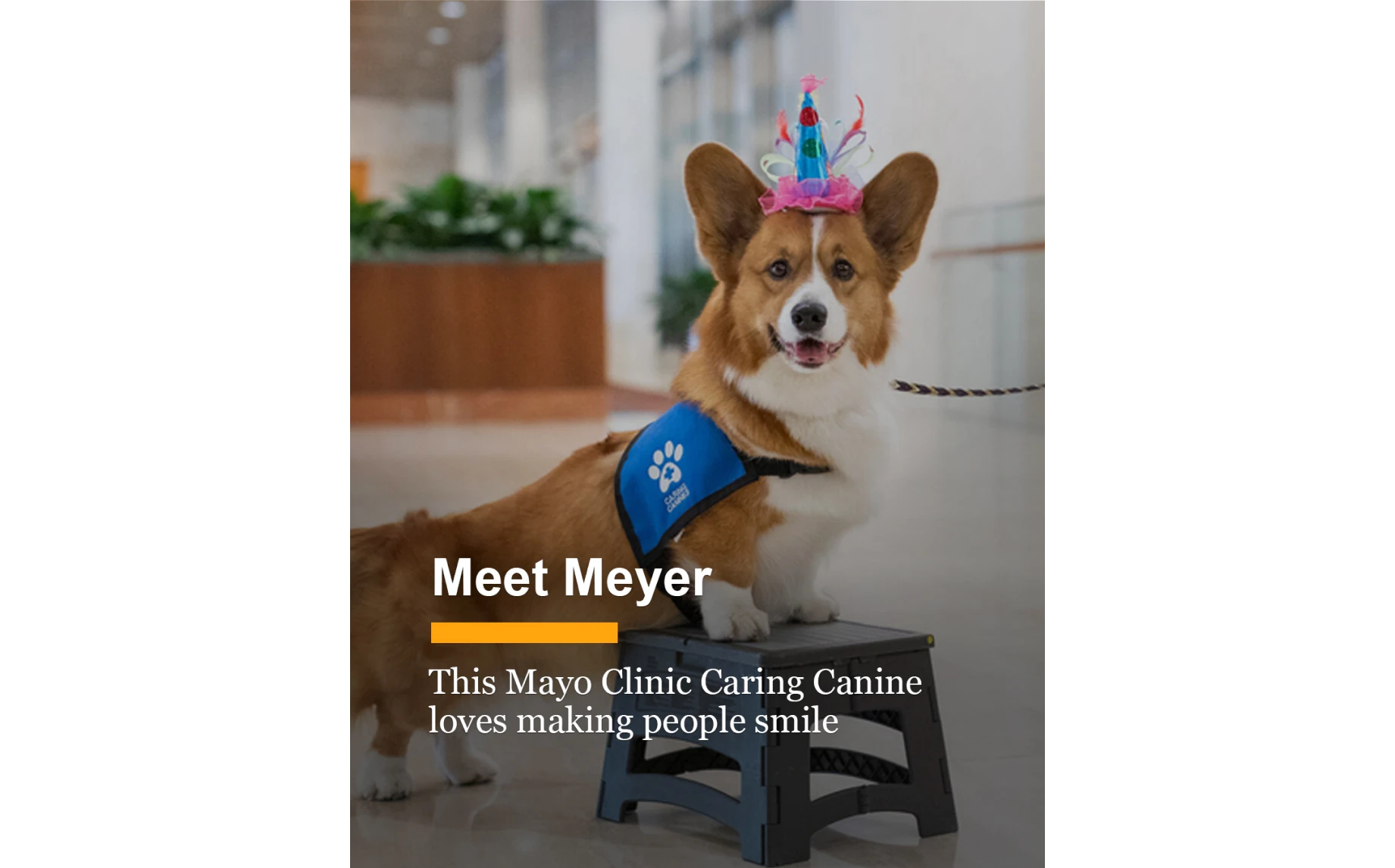 Fotografie psa Meyera. Zdroj: Facebookový účet Mayo Clinic.