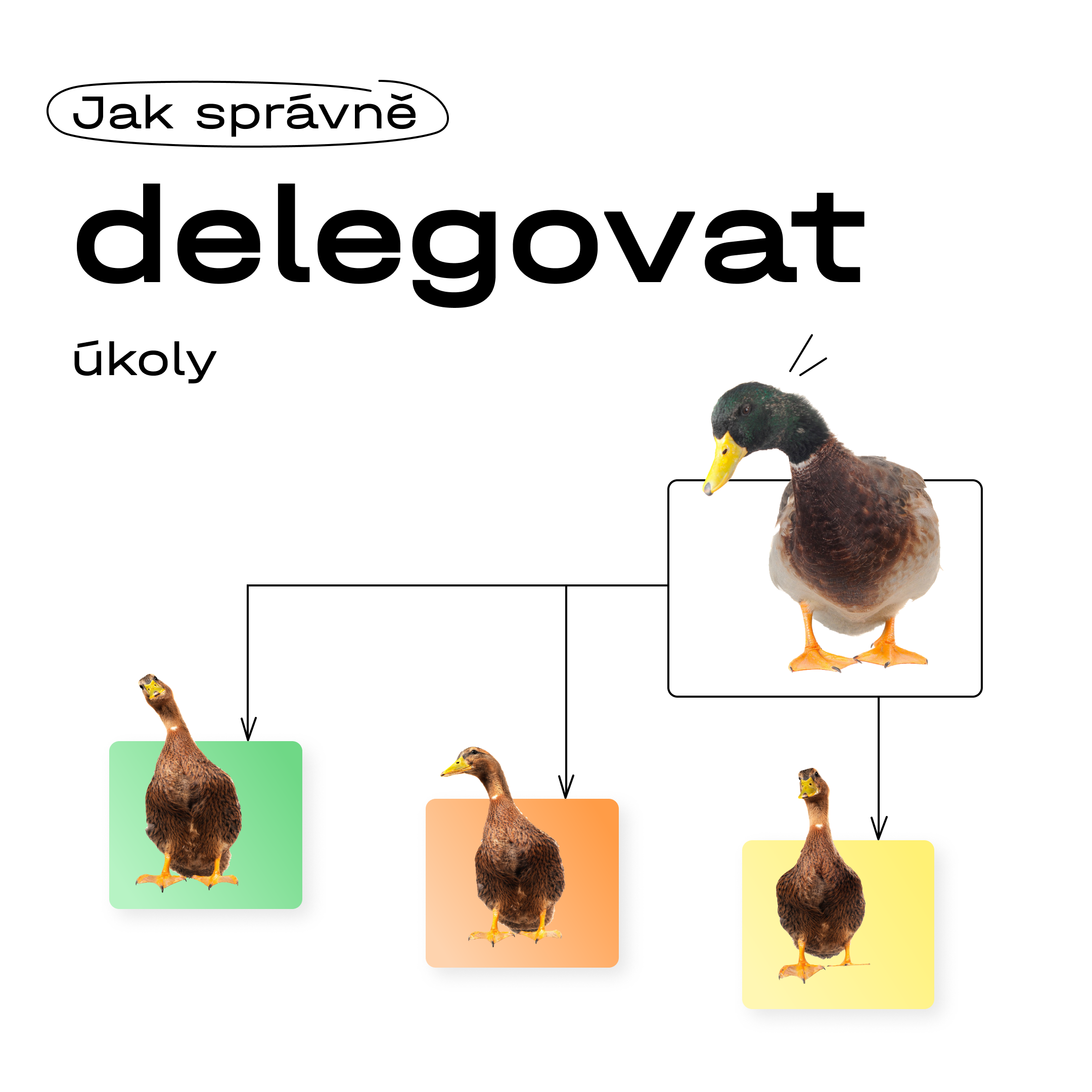 jak-spravne-delegovat-ukoly-630394a673048289038742.png