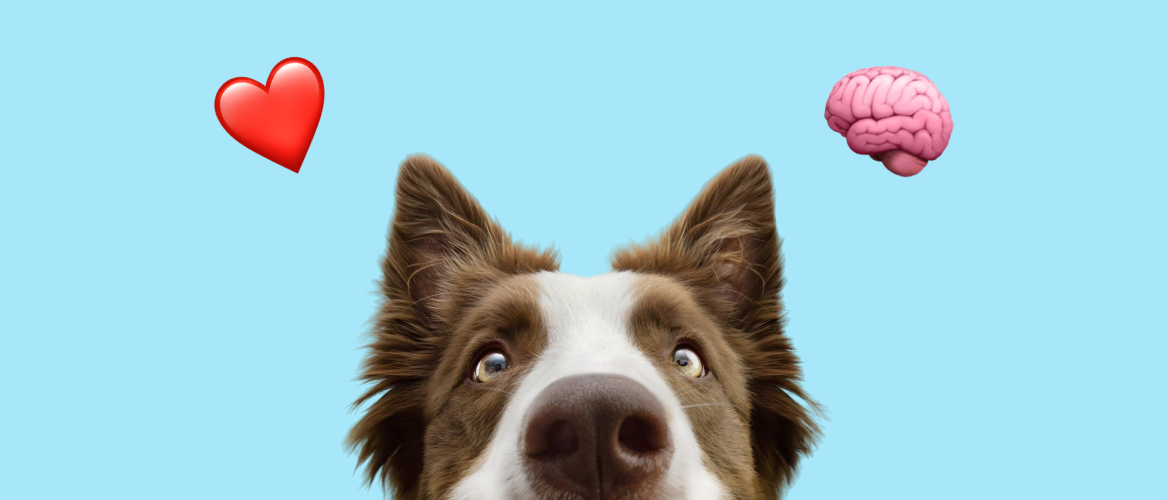 cover-16-67e41160b96a6452712471.webp